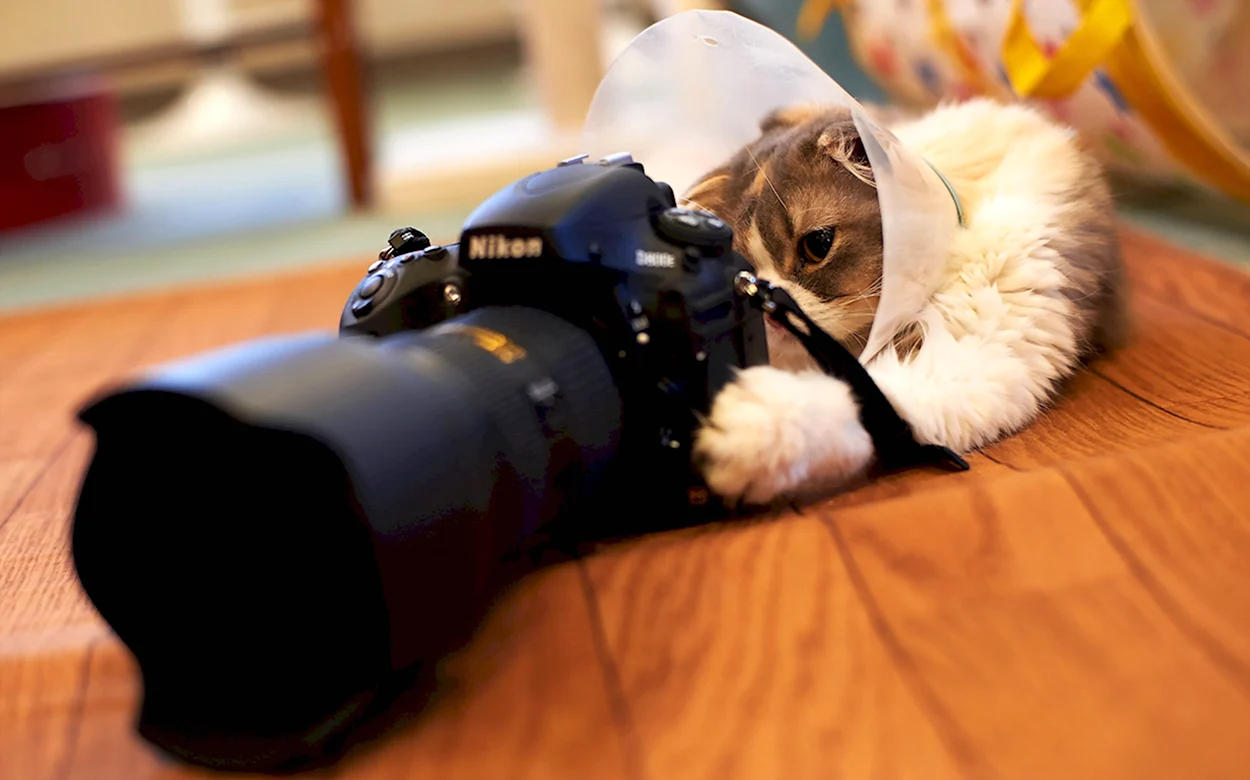 Кошка с фотоаппаратом. Красивое животное