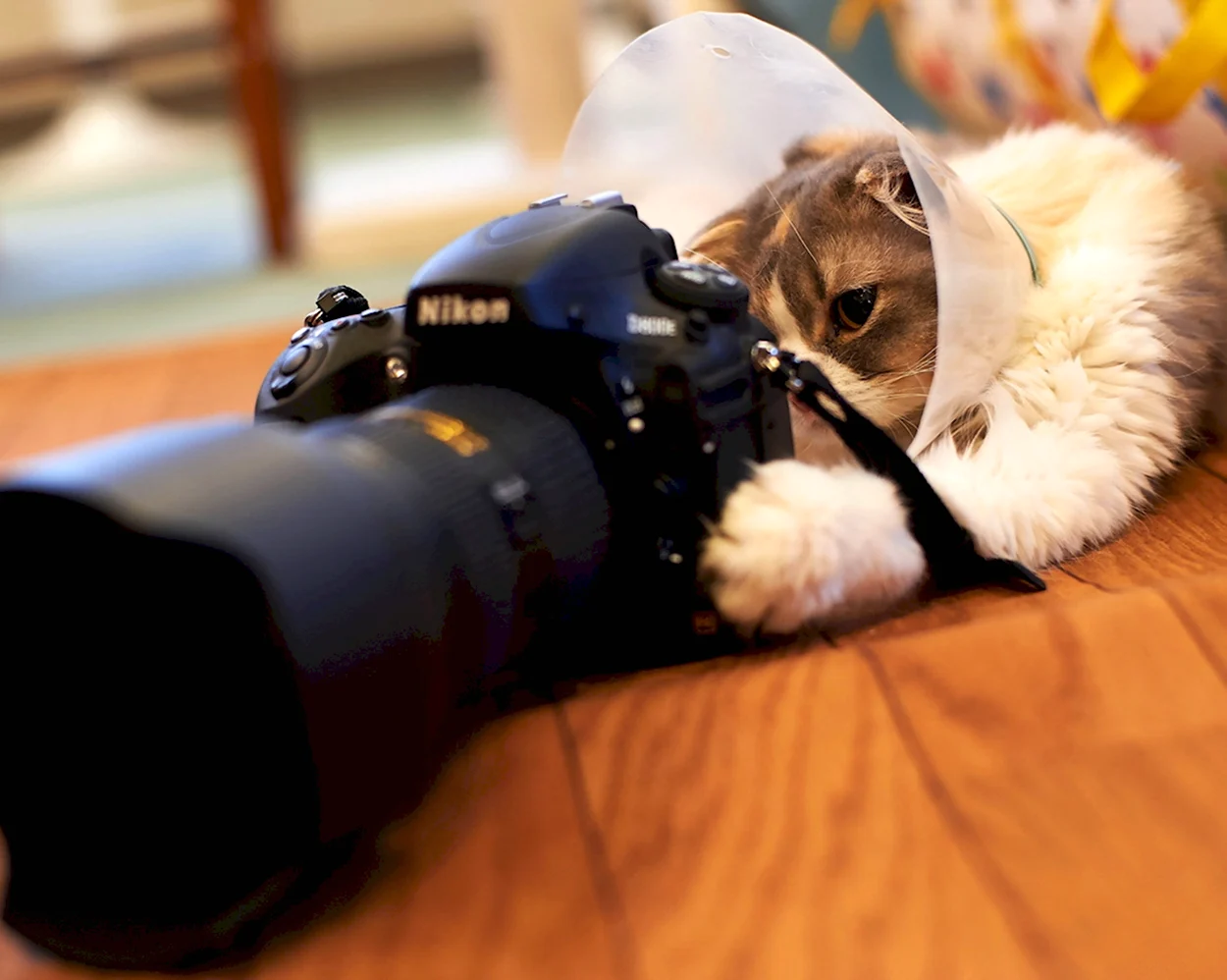 Кошка с фотоаппаратом. Красивое животное