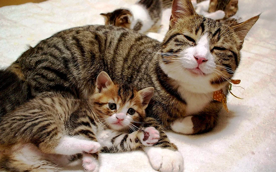 Кошка с котятами. Красивые картинки животных