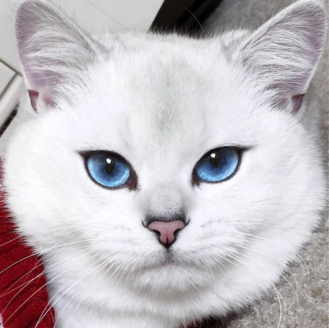 Кошка с подведенными глазами. Красивое животное