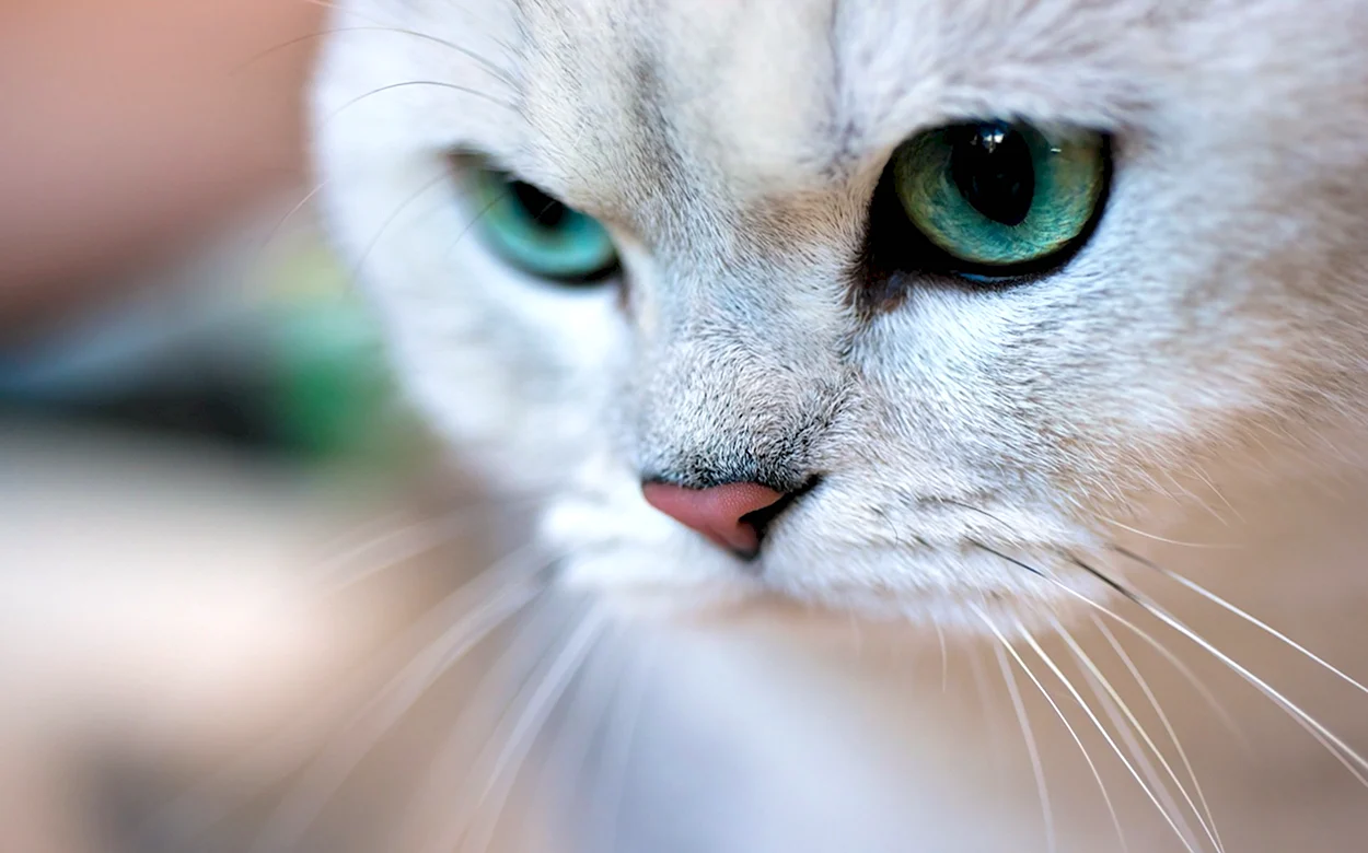 Кошка с зелеными глазами. Красивое животное