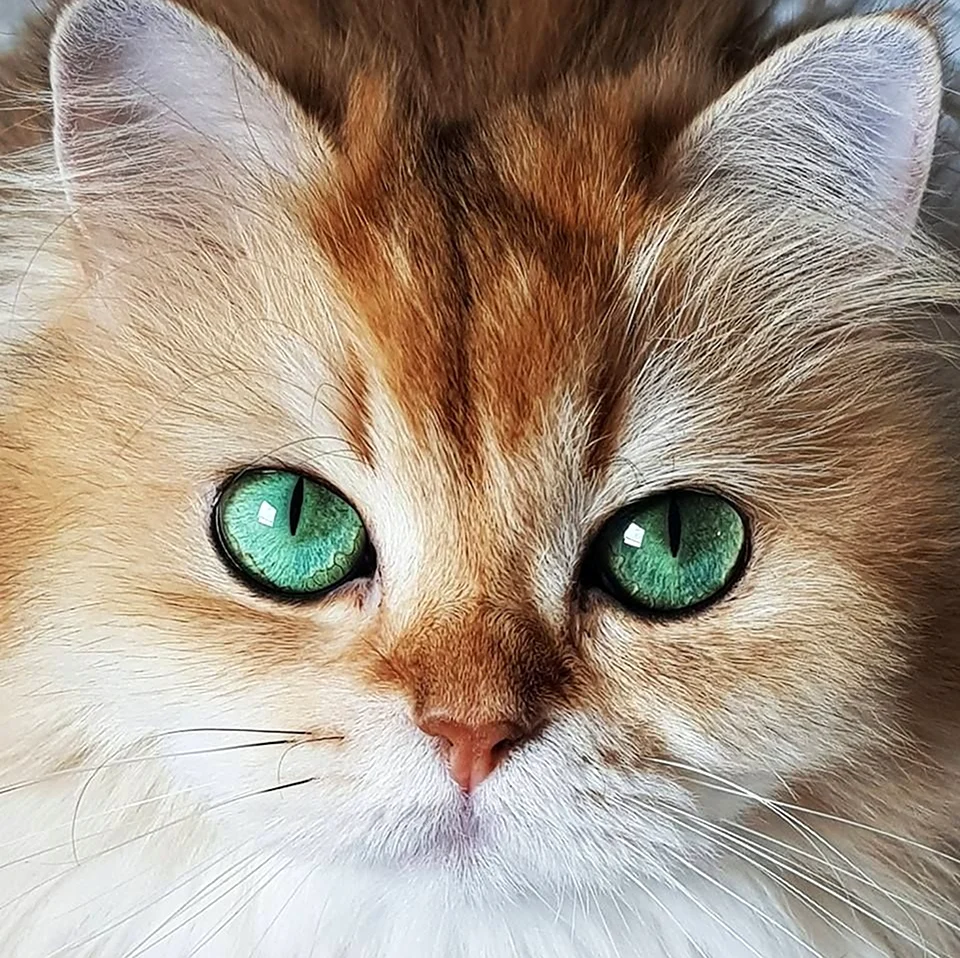 Кошка с зелеными глазами. Красивое животное