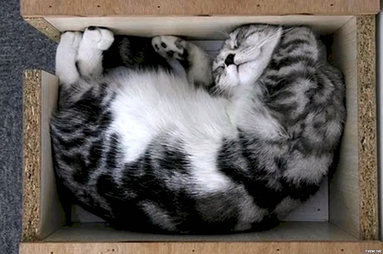 Кошка спит в коробке. Красивое животное