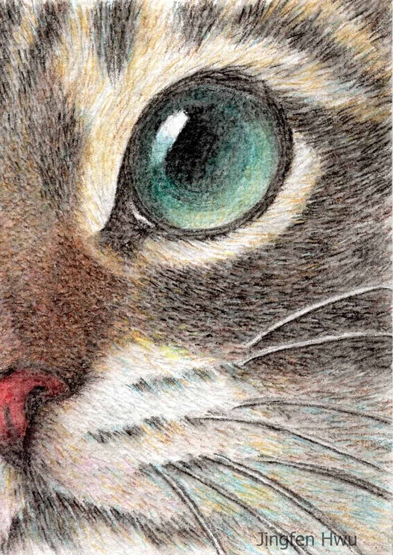 Кошка цветными карандашами. Для срисовки