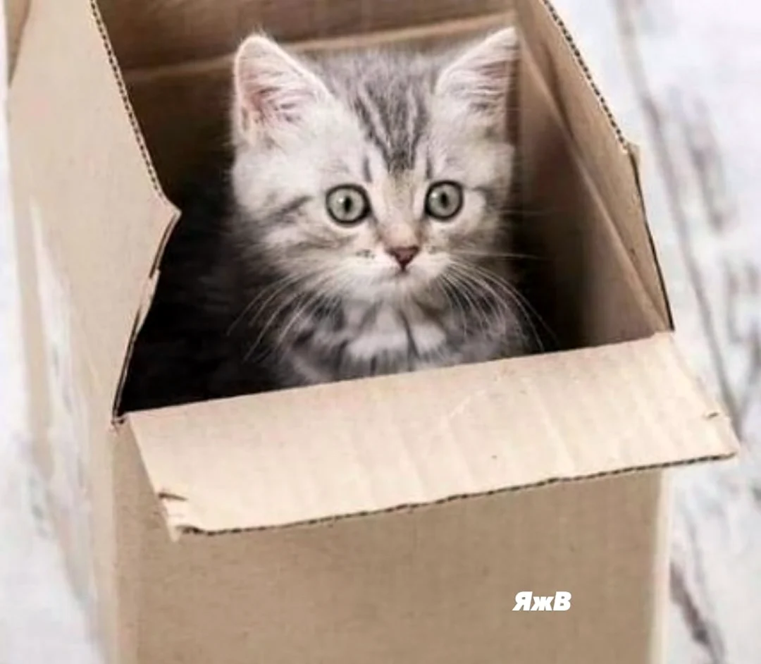 Кошка в картонной коробке. Красивое животное