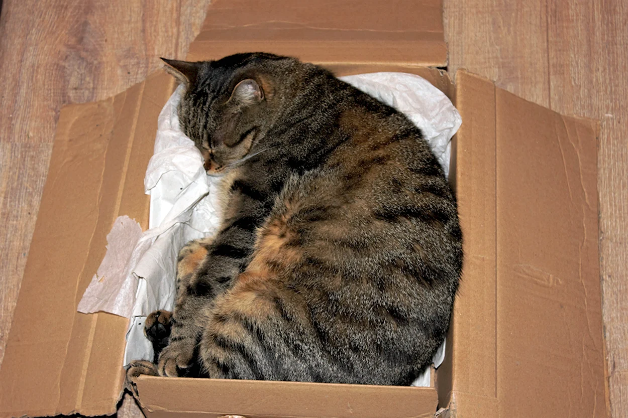Кошка в картонной коробке. Красивое животное