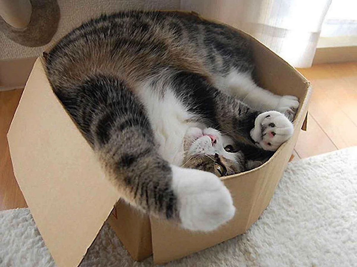 Кошка в коробке. Красивое животное