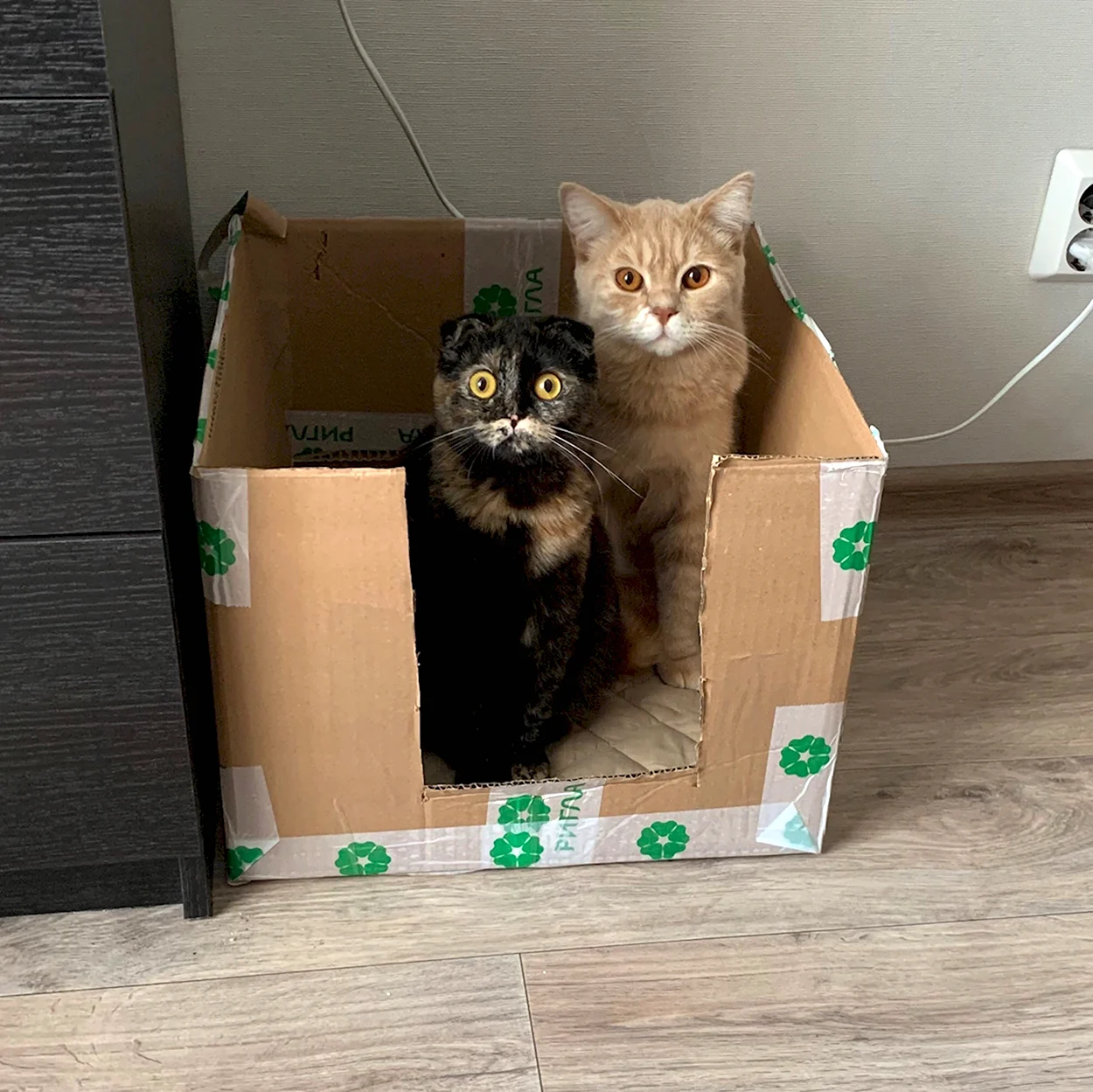 Кошка в коробке. Красивое животное