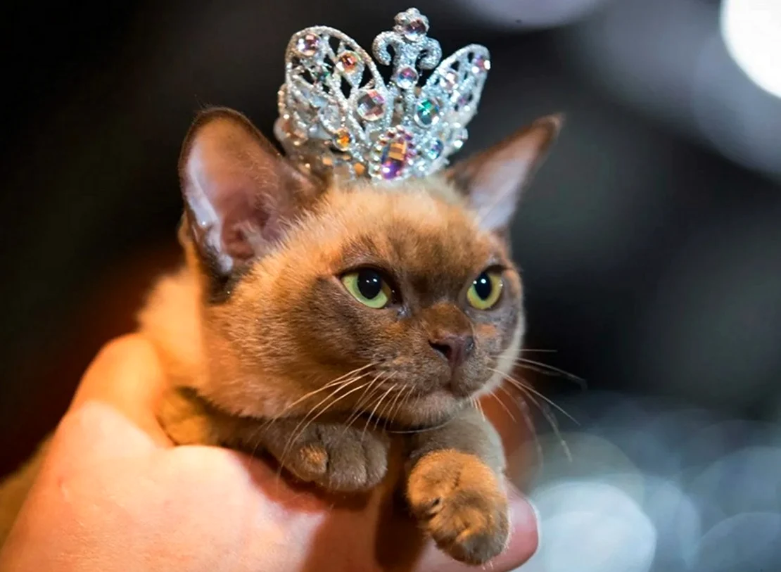 Кошка в короне. Красивое животное