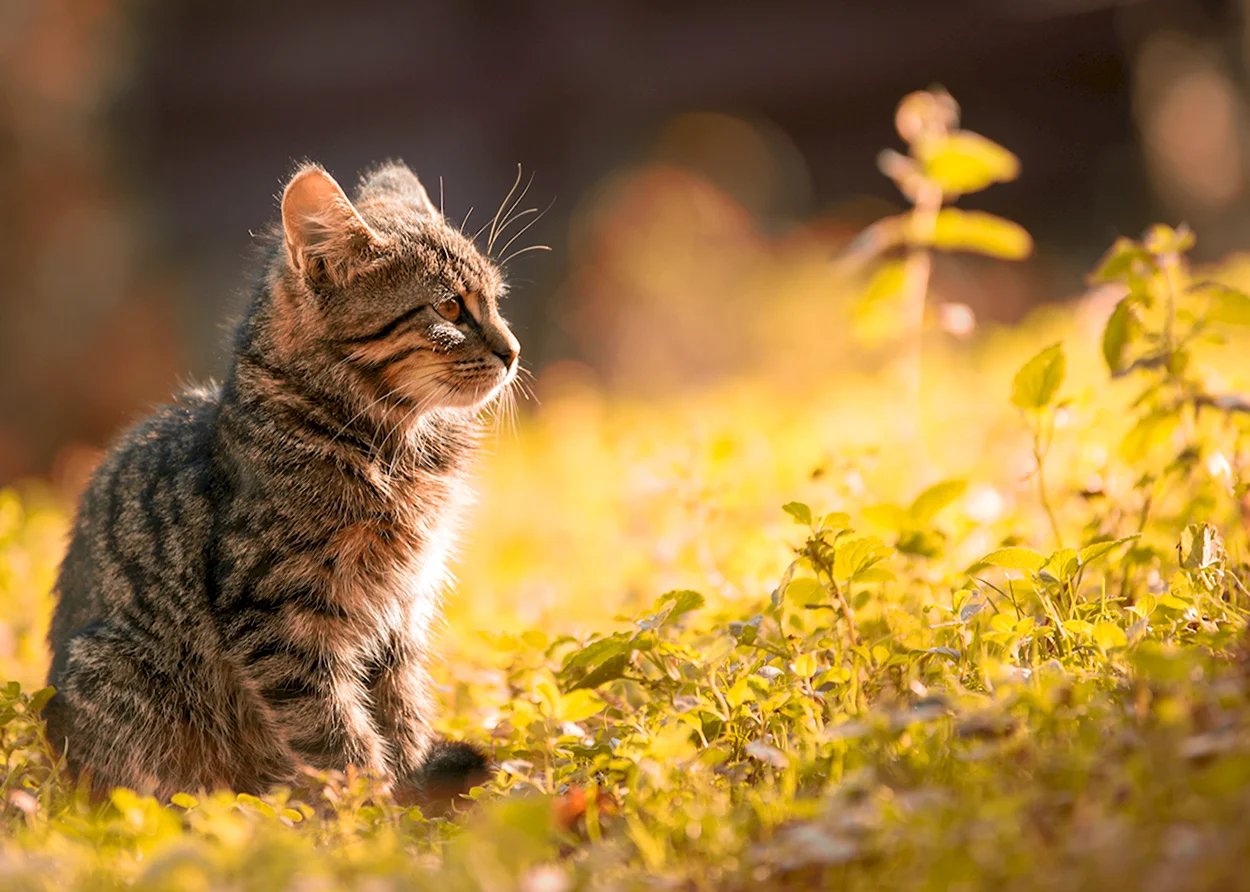 Кошка в лучах солнца. Красивое животное
