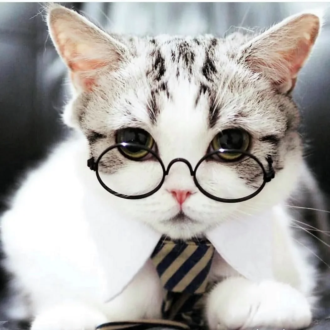 Кошка в очках. Красивые картинки животных