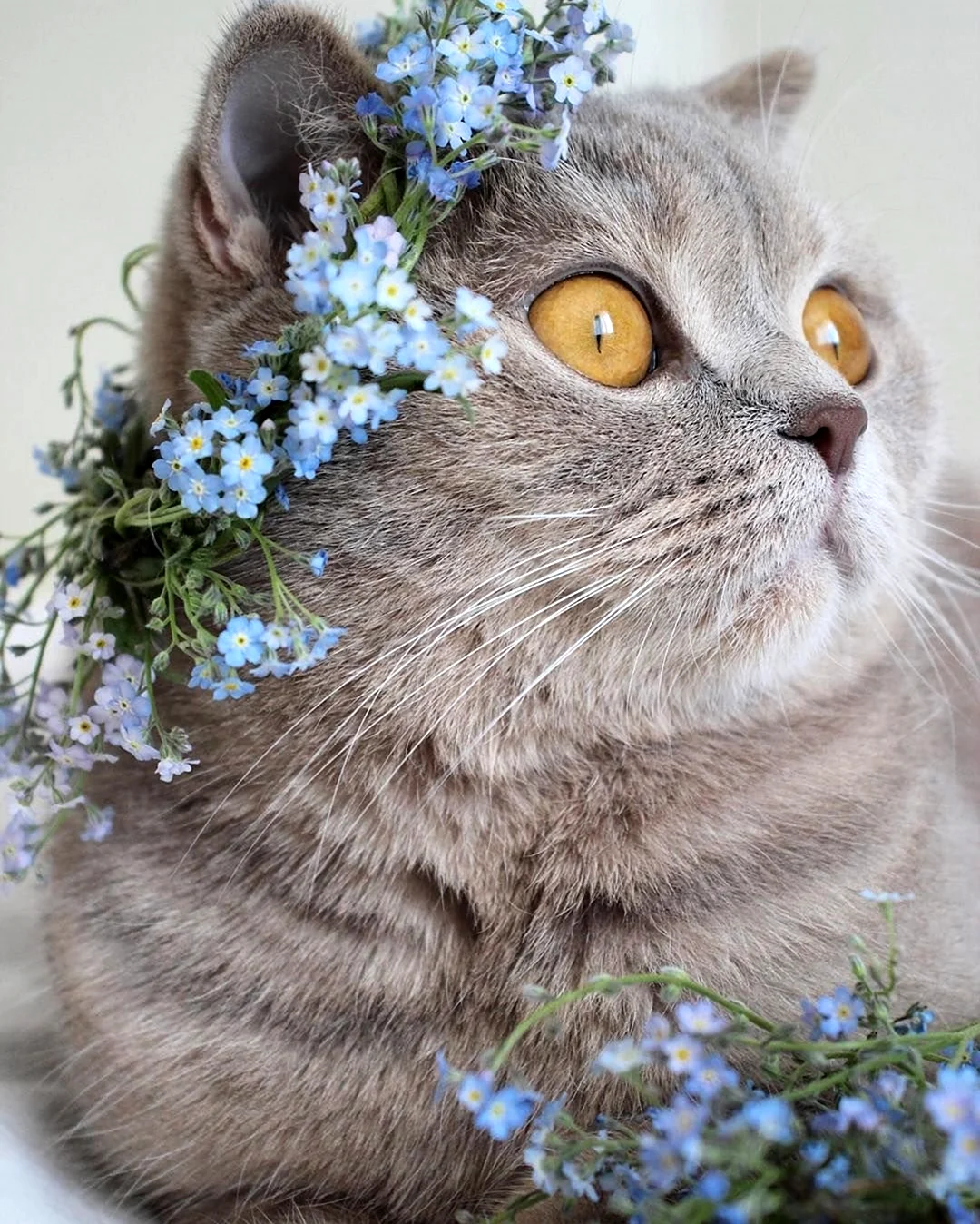 Кошка в цветах. Красивые картинки животных
