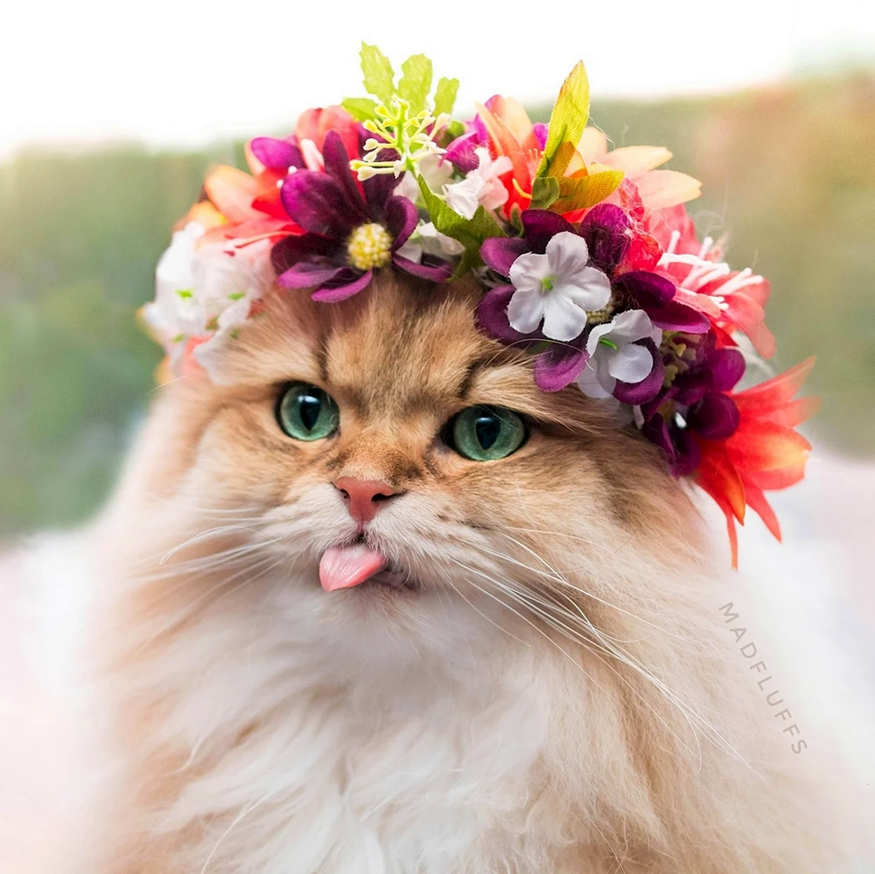 Кошка в венке из цветов невеста. Красивое животное