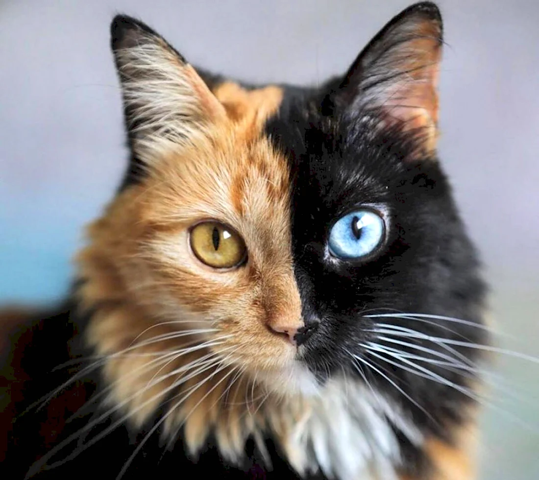 Кошка Венера Химера. Красивые картинки животных