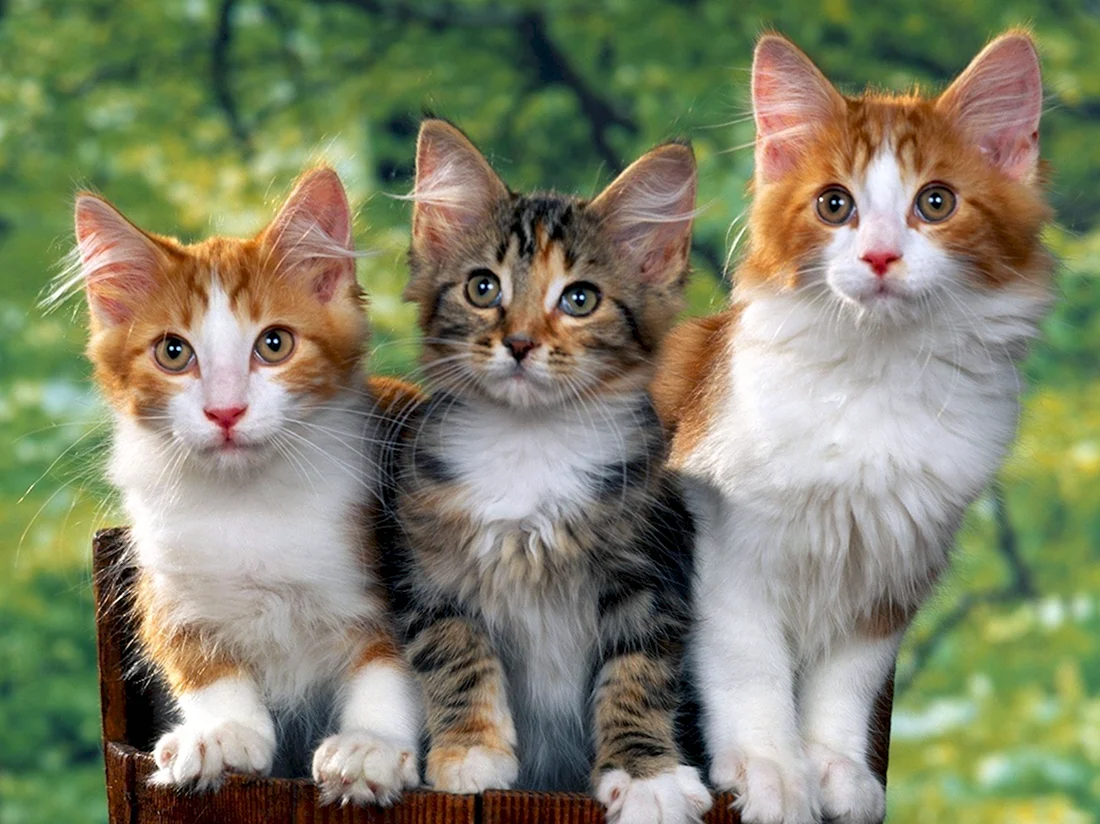 Кошки. Красивые картинки животных