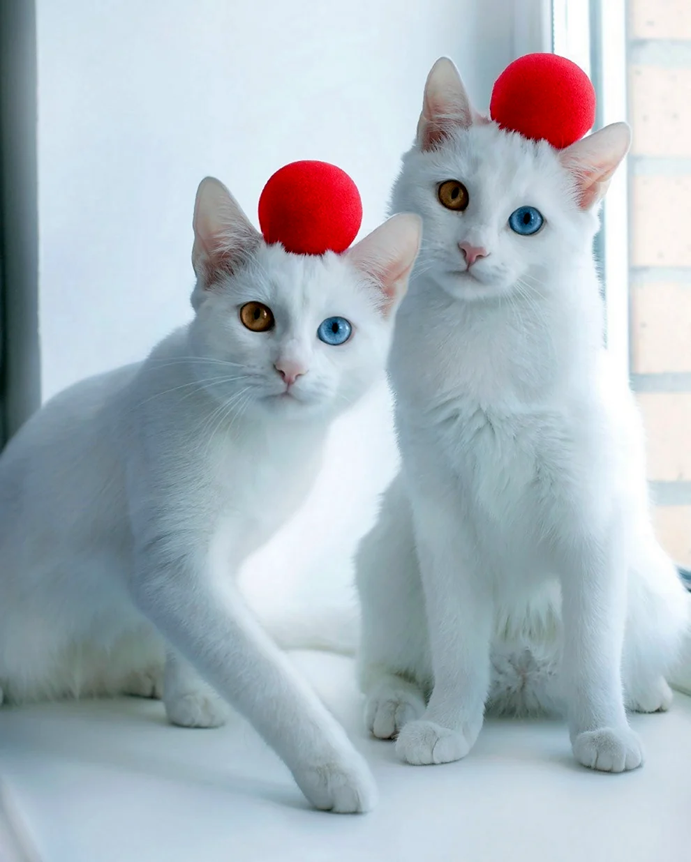 Кошки Близнецы Айрис и Абис. Красивое животное