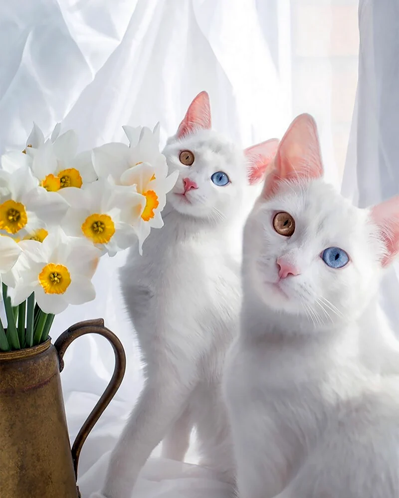 Кошки близняшки Айрис и Эбис. Красивые картинки животных