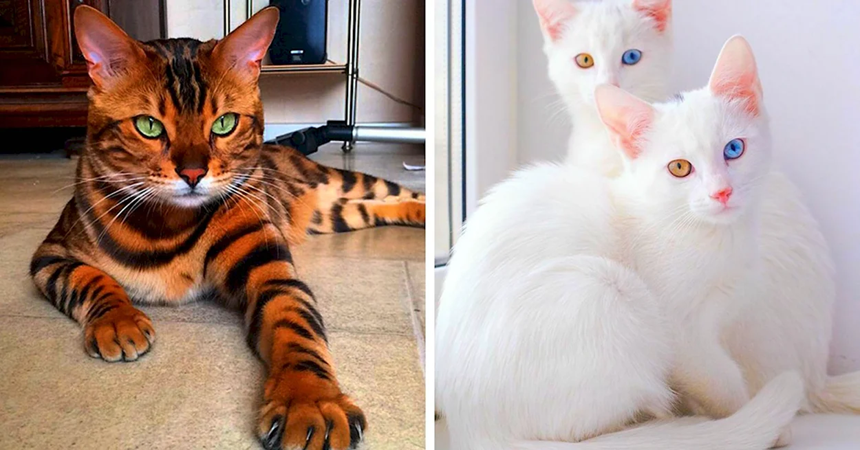 Кошки бывают разные. Красивое животное