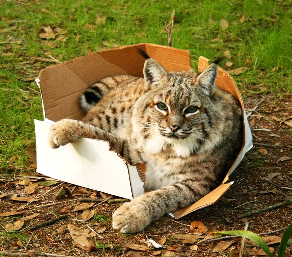 Кошки и коробки. Красивое животное