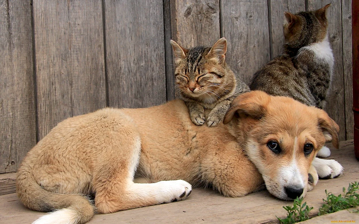 Кошки и собаки. Красивое животное
