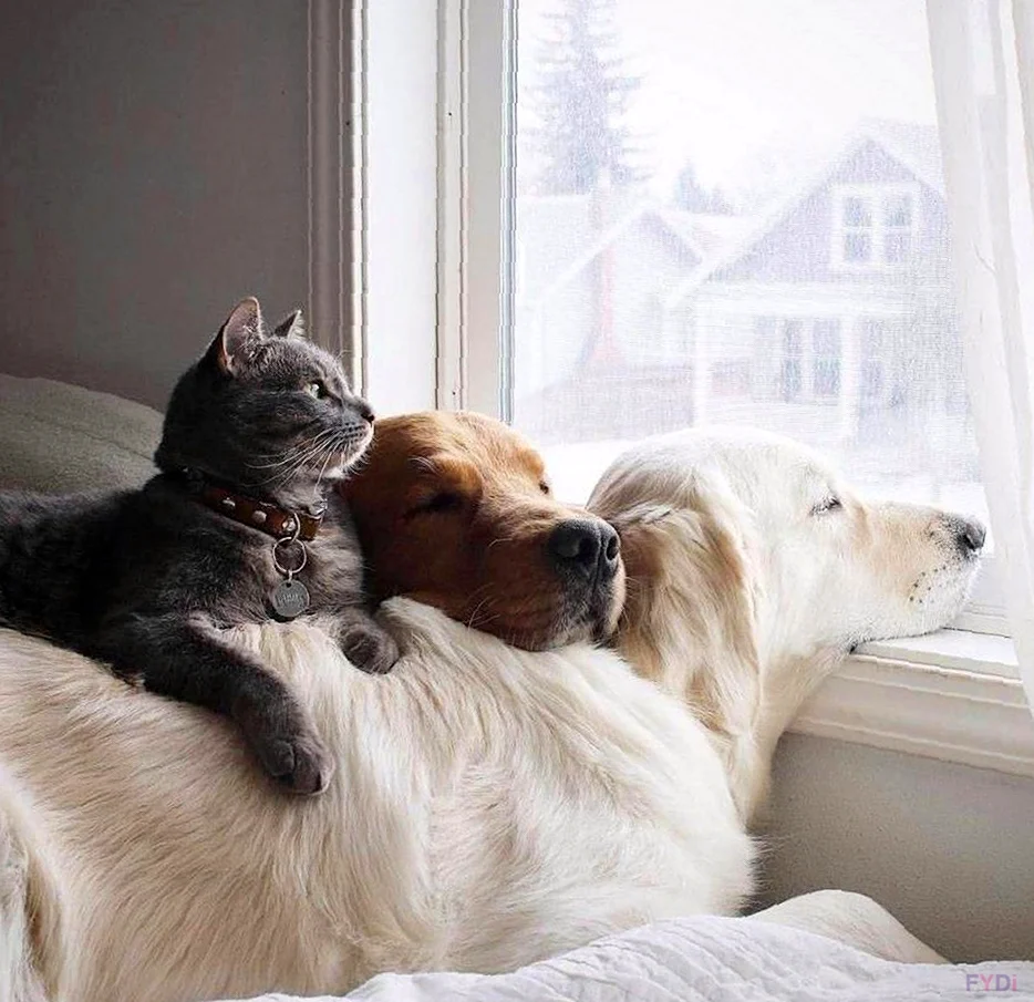 Кошки и собаки. Красивые картинки животных