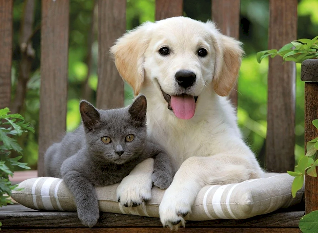 Кошки и собаки. Красивые картинки животных