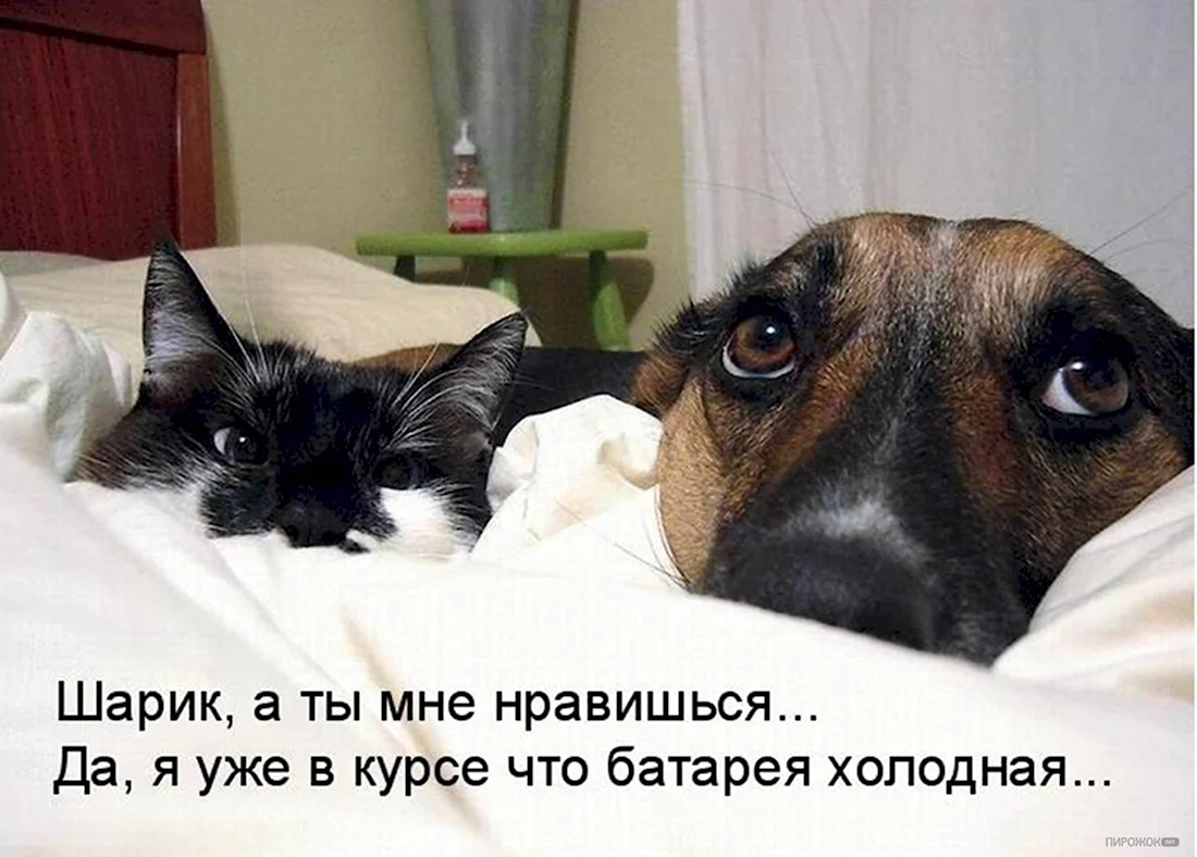 Кошки и собаки юмор. Красивые картинки животных