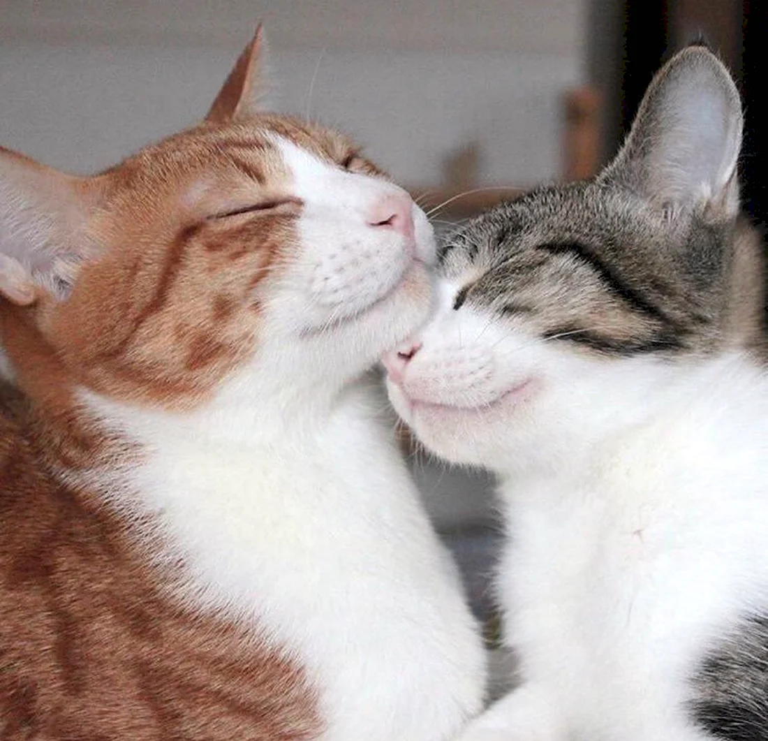 Кошки любовь. Красивые картинки животных