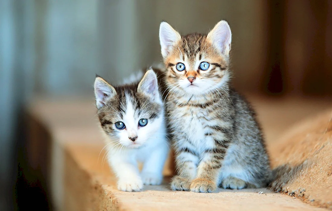 Кошки маленькие. Красивые картинки животных