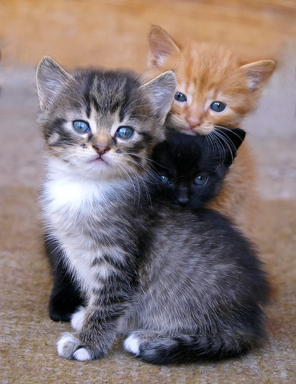 Кошки маленькие. Красивые картинки животных