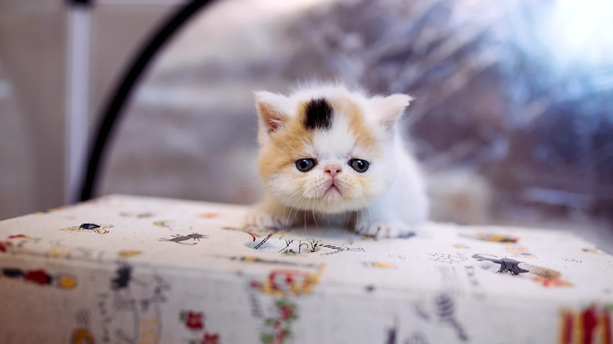 Кошки маленькие милые. Красивое животное