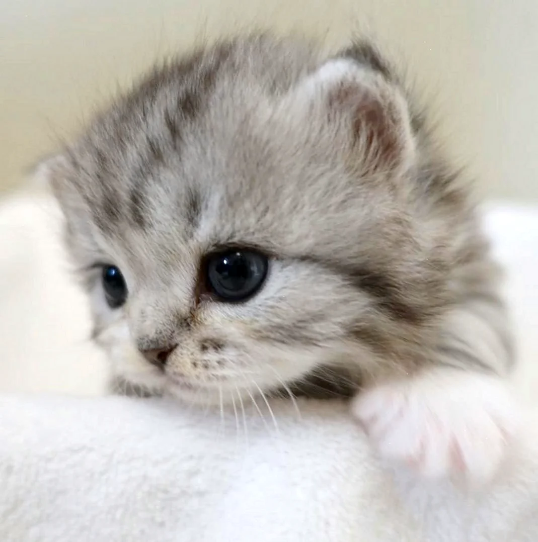 Кошки маленькие милые. Красивые картинки животных