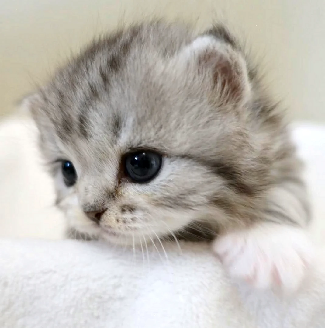 Кошки маленькие милые. Красивое животное