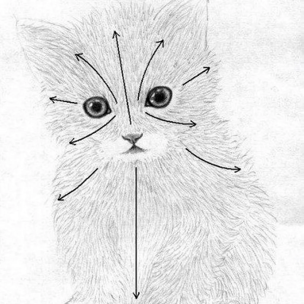 Кошки маленькие рисунки карандашом. Для срисовки