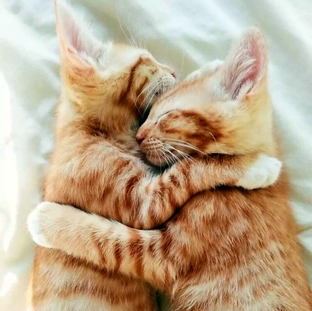 Кошки обнимаются. Открытка на каждый день