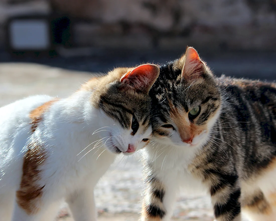 Кошки обнимаются. Красивые картинки животных