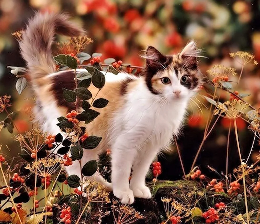 Кошки осенью. Красивые картинки животных