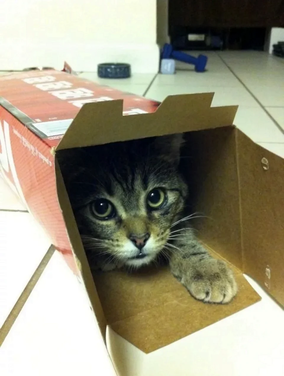 Кошки в коробках. Красивое животное