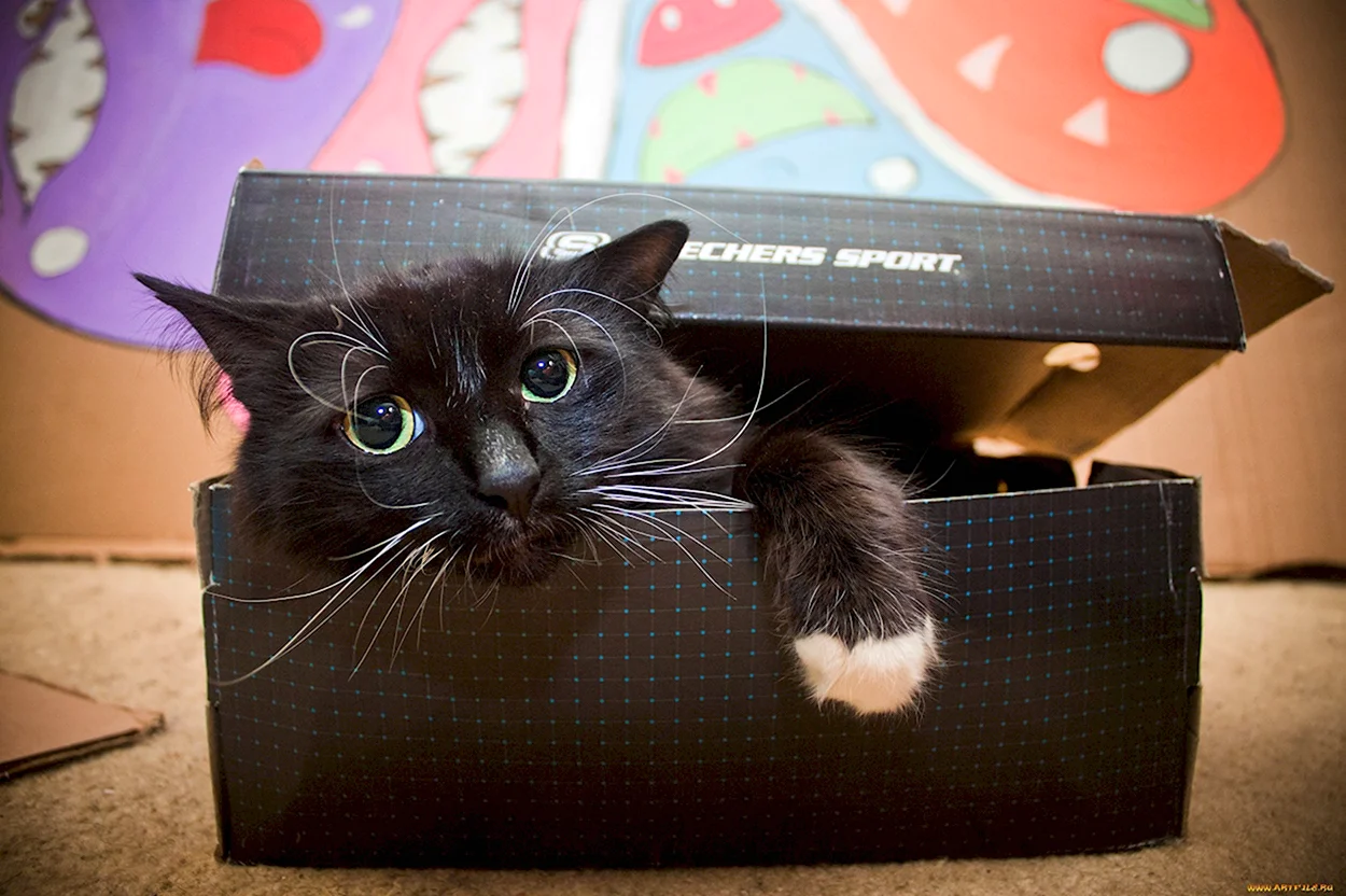 Кошки в коробках. Красивое животное