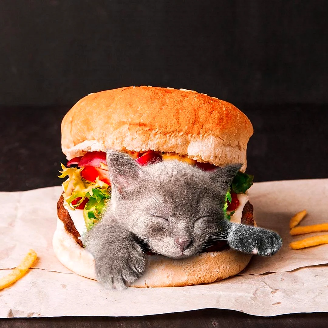 Кот бутерброд. Картинка