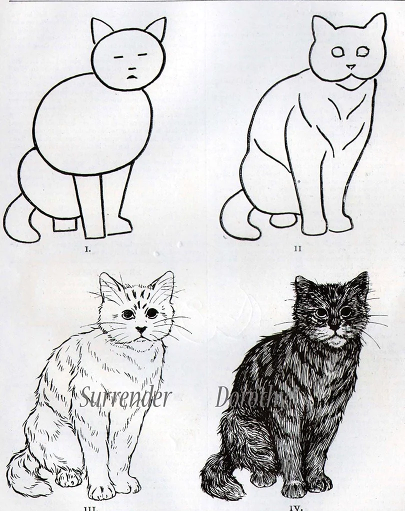 Кот для рисования. Красивые картинки животных
