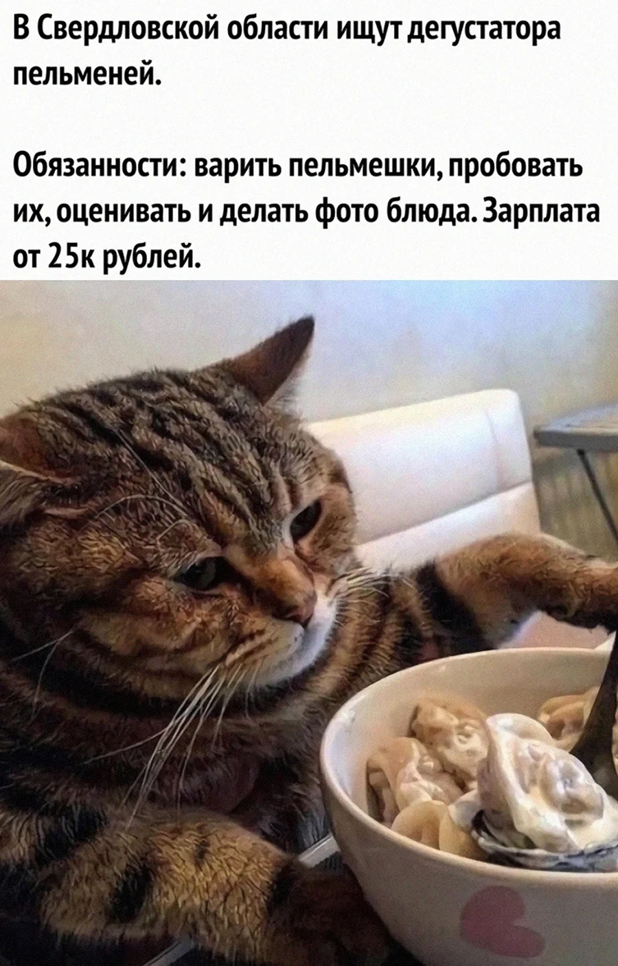 Кот ест пельмени. Картинка
