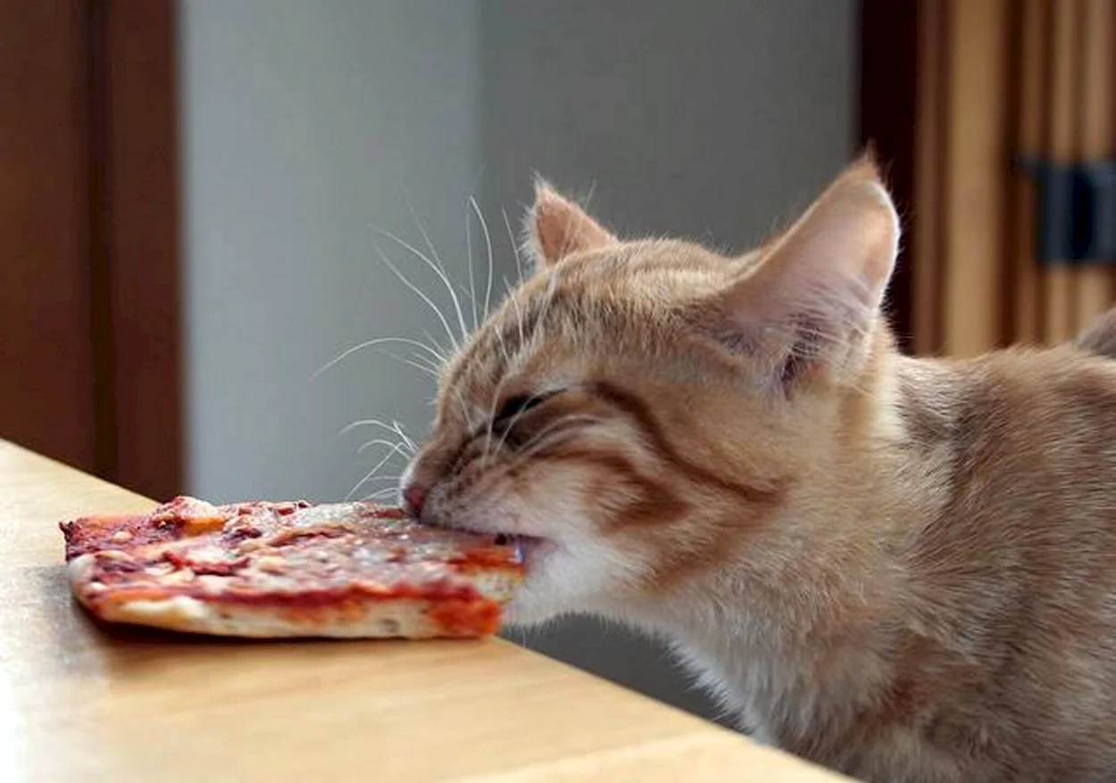 Кот ест пиццу. Красивое животное