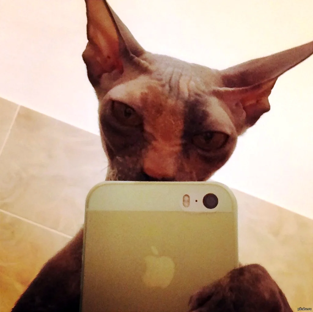 Кот фоткается на айфон. Красивое животное