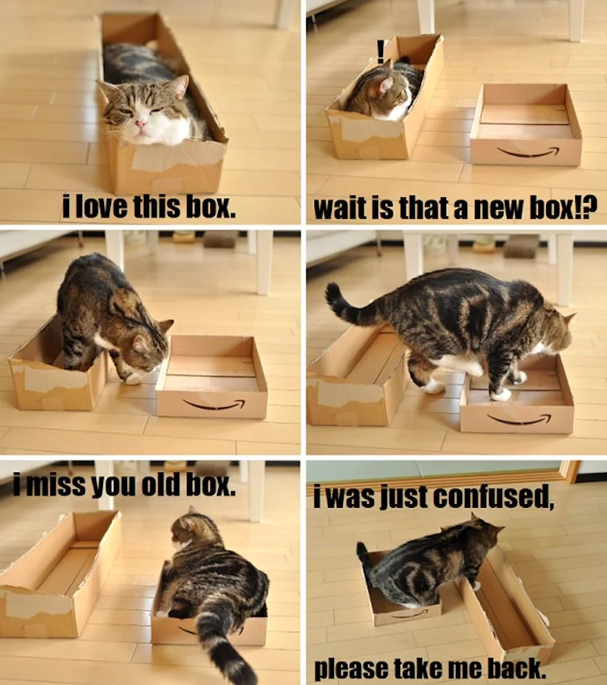 Кот и коробочка приколы. Картинка