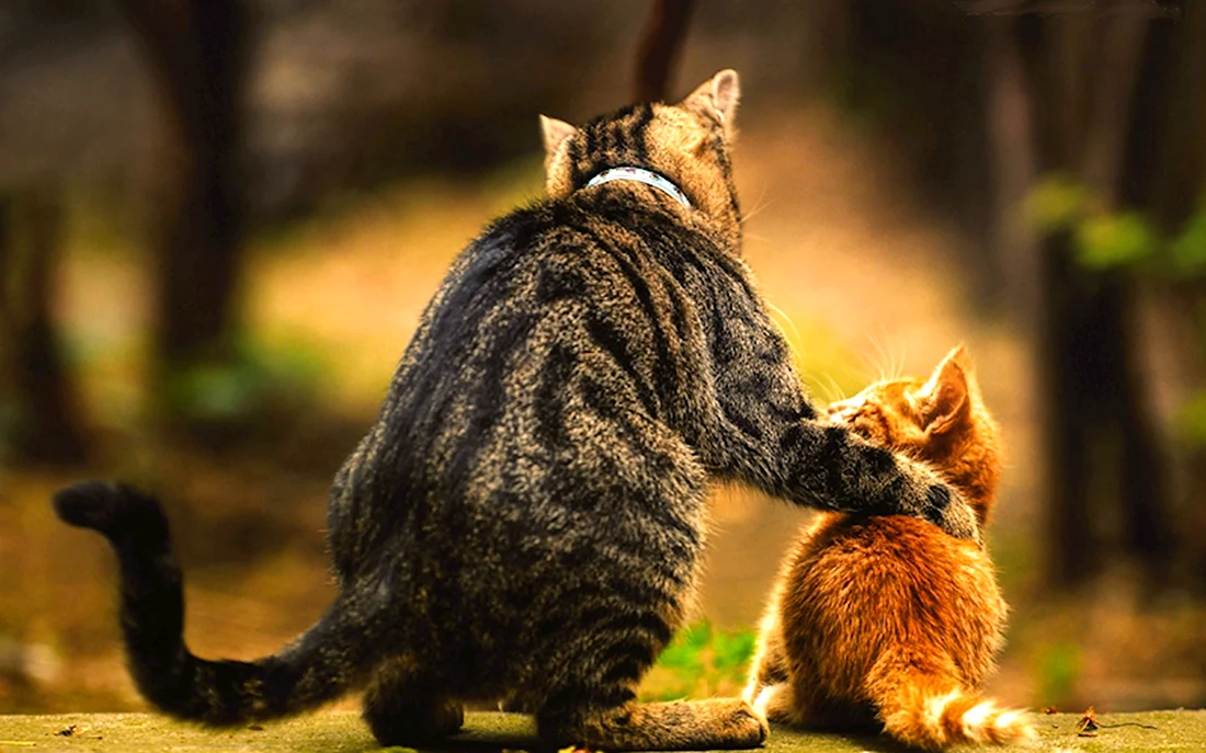 Кот и котенок. Красивые картинки животных