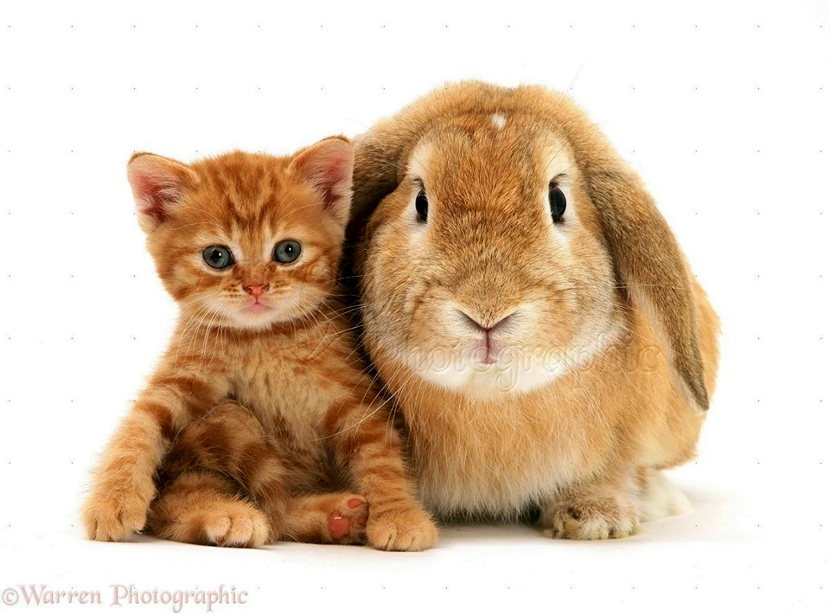 Кот и кролик. Красивое животное