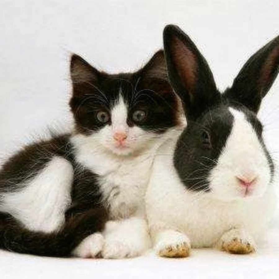 Кот и кролик. Красивое животное