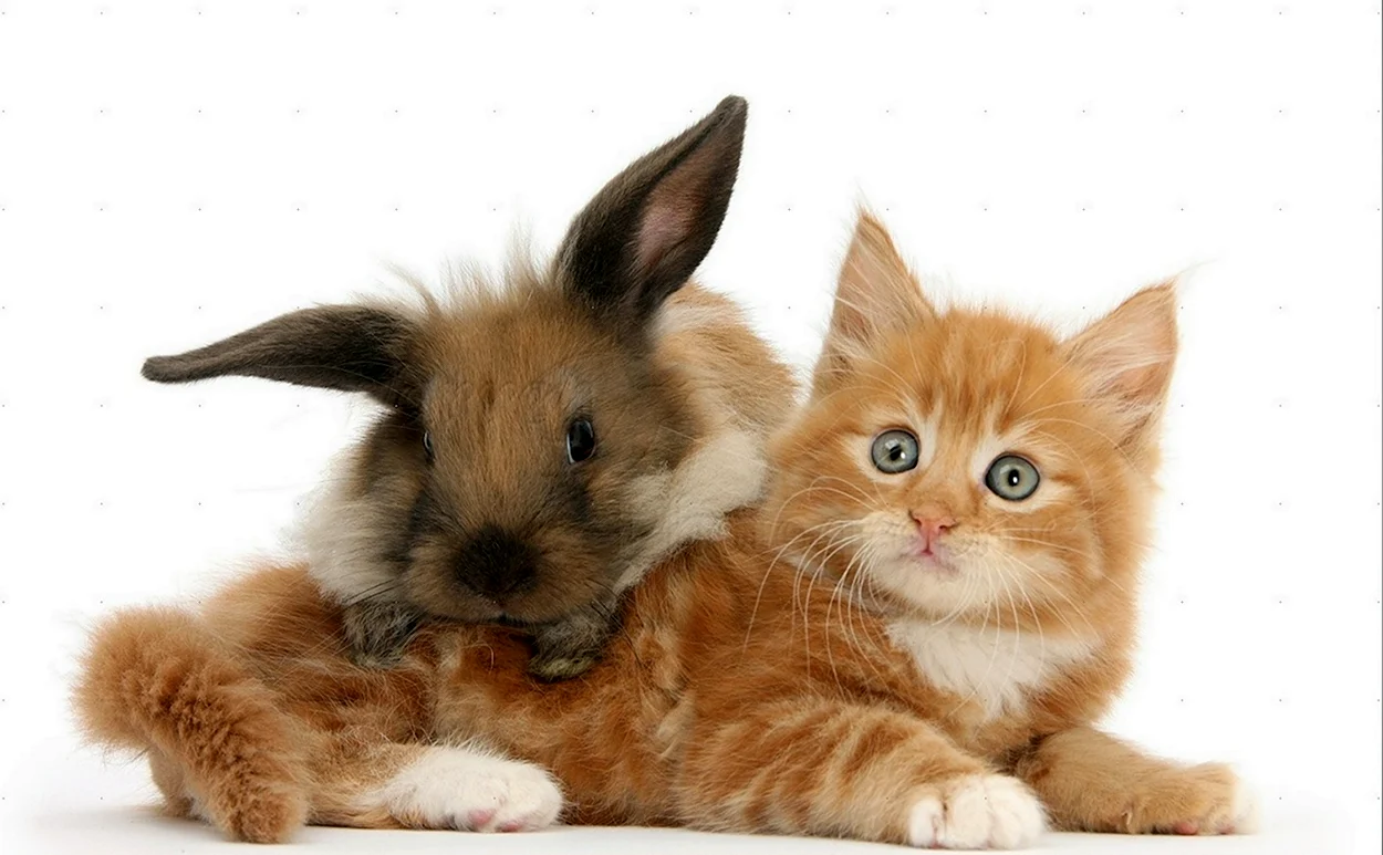 Кот и кролик фон. Красивое животное