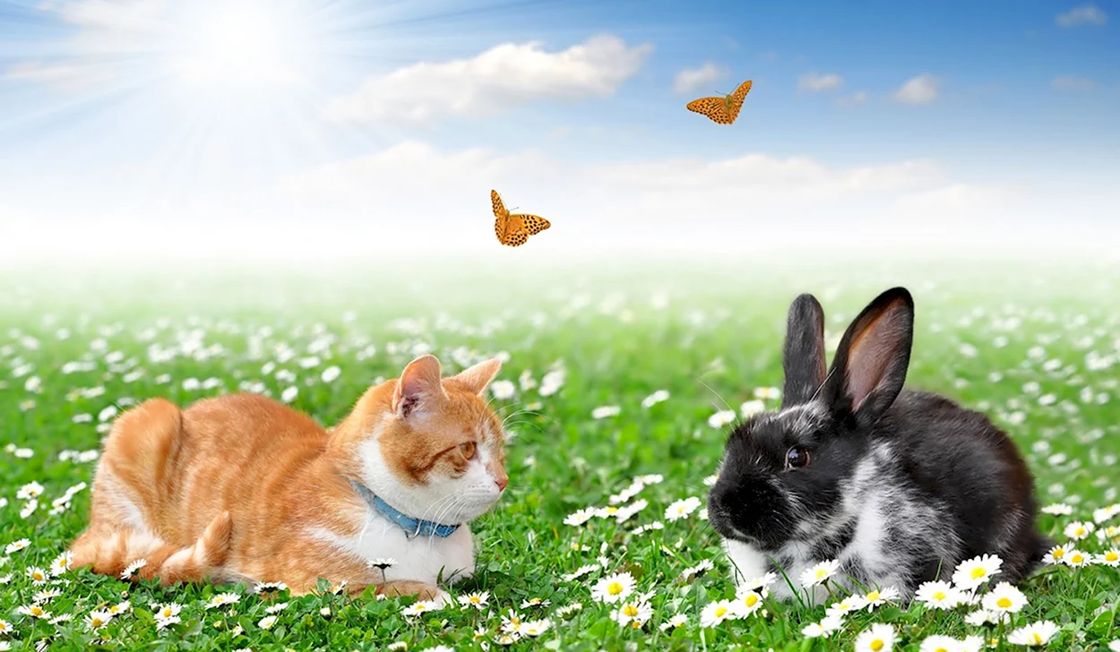 Кот и кролик на травке. Красивое животное
